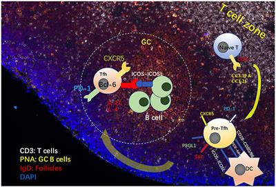 <mark class="highlighted">Molecular Control</mark> of Follicular Helper T cell Development and Differentiation